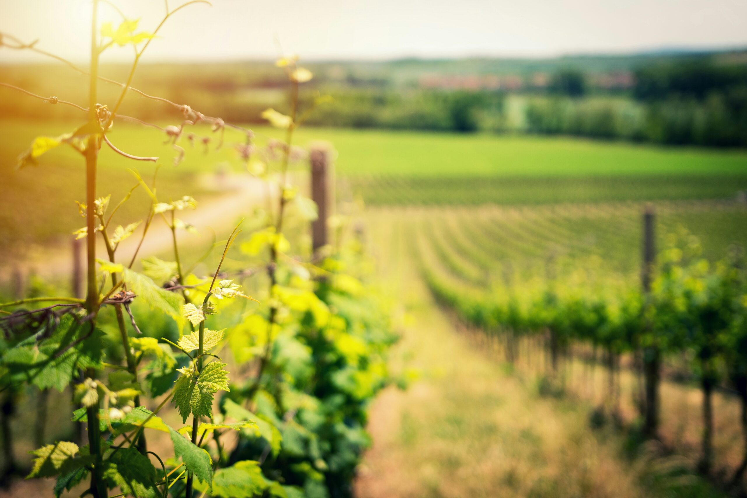 sparkling wine vineyards