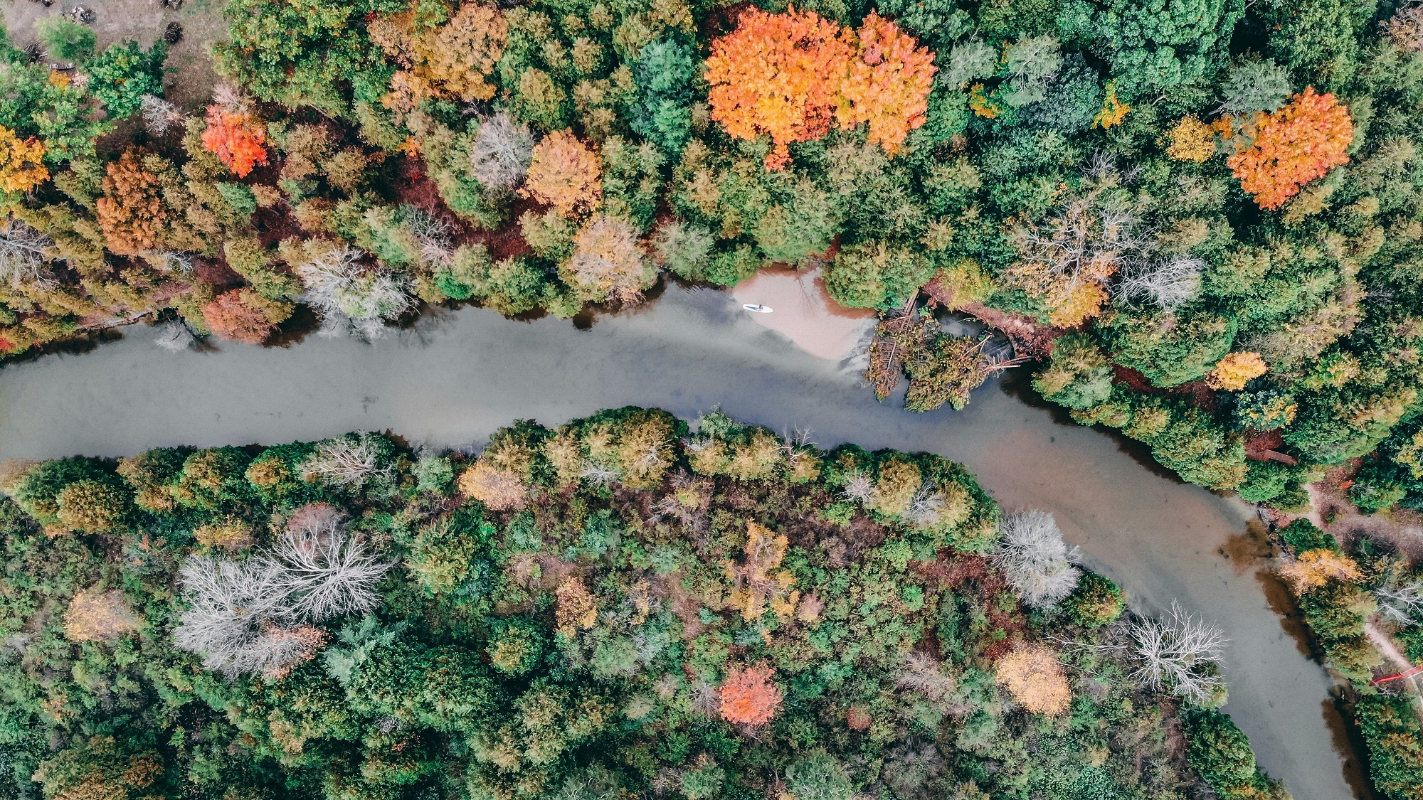river flowing through colorful autumn forest, symbolizing the guidance I provide as a freelance SEO consultant