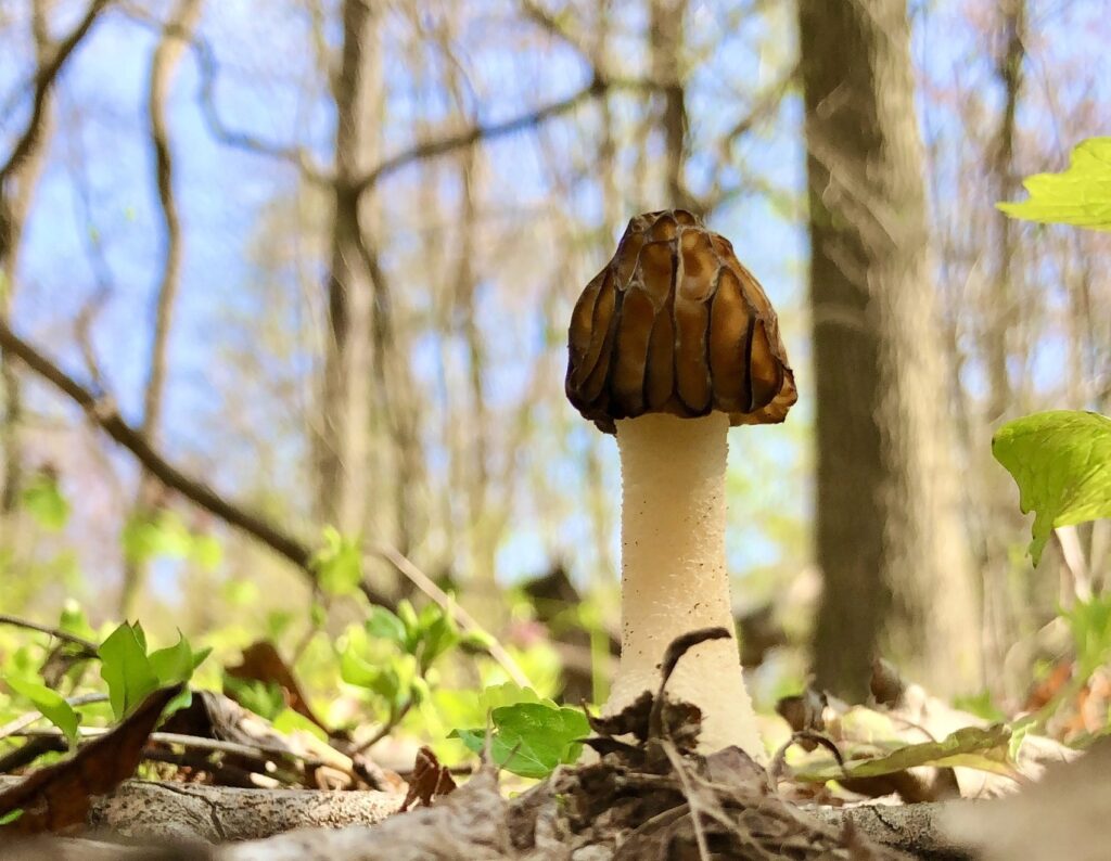 Morel Mushroom Hunting Activities in Traverse City Michigan