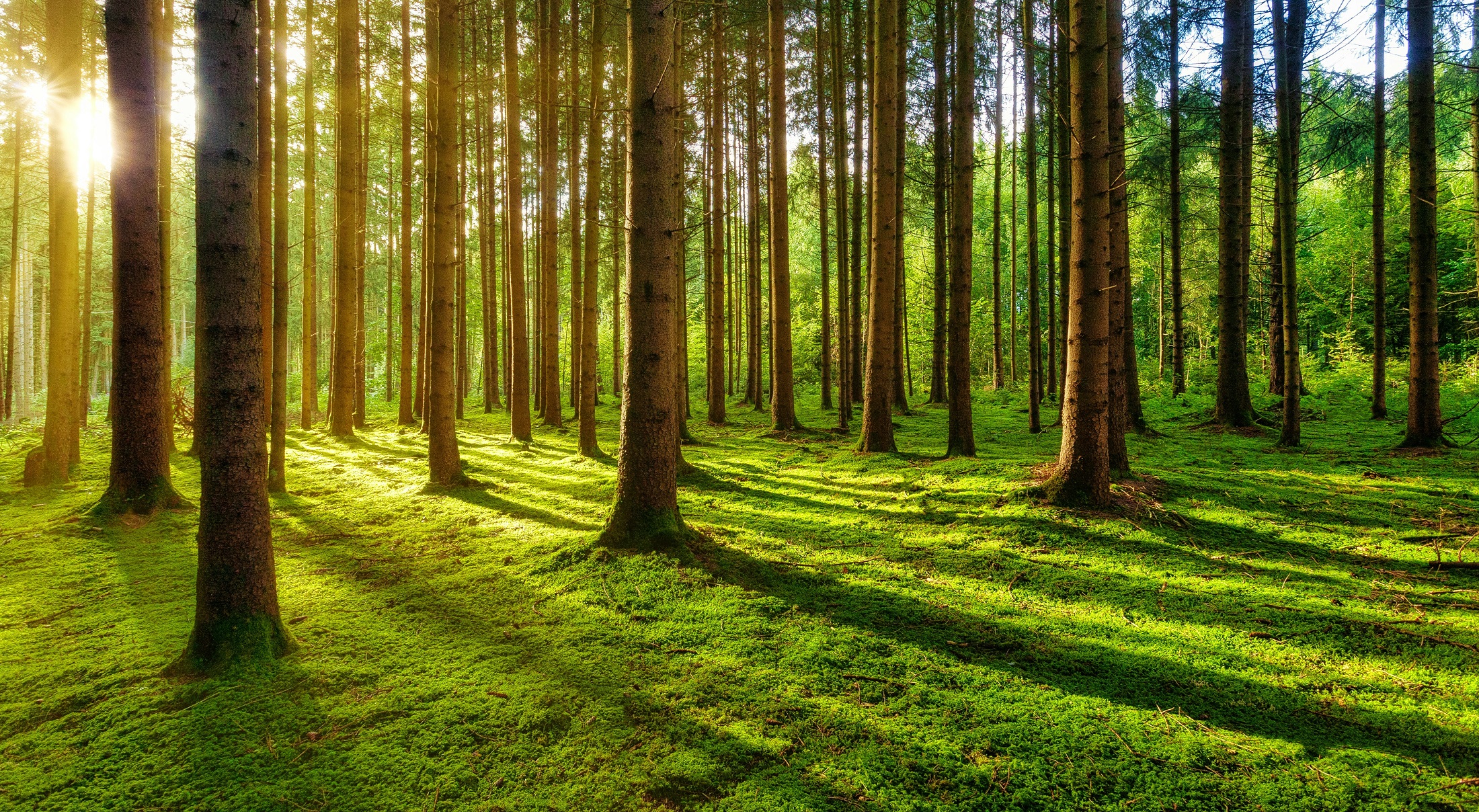 See the forest for the trees symbolizing the nature of SEO content in today's world
